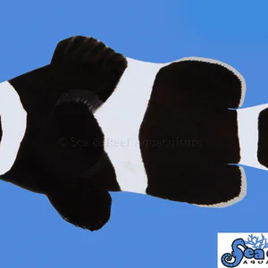 Darwin Ocellaris Clownfish - Amphiprion ocellaris