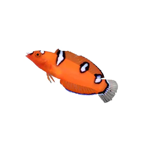 Red Coris Wrasse Juv