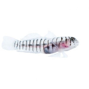 Tiger Goby - Tigrigobius macrodon