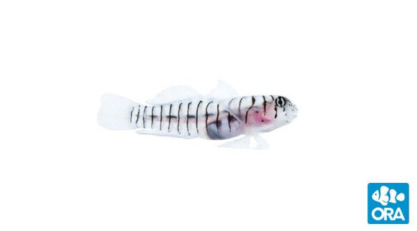 Tiger Goby - Tigrigobius macrodon