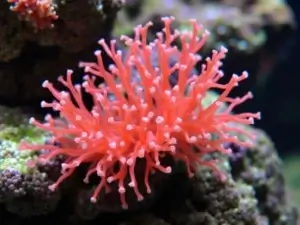 natural Aiptasia control