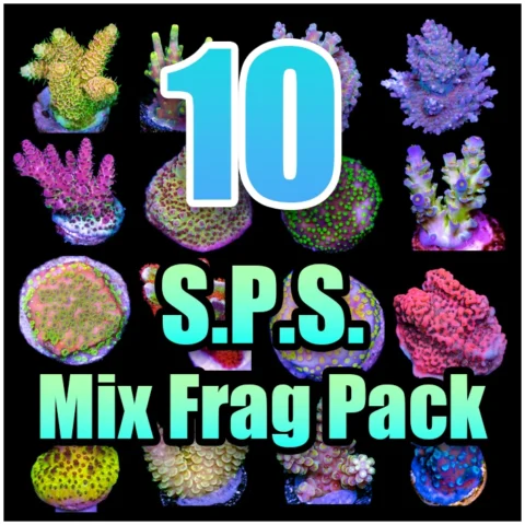 10 ASSORTED SPS MIX FRAG PACK