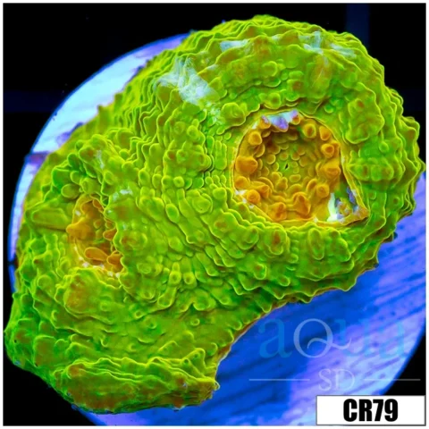 ASD Electric Lime Chalice