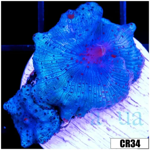 Aussie Blue Man Discosoma Mushroom