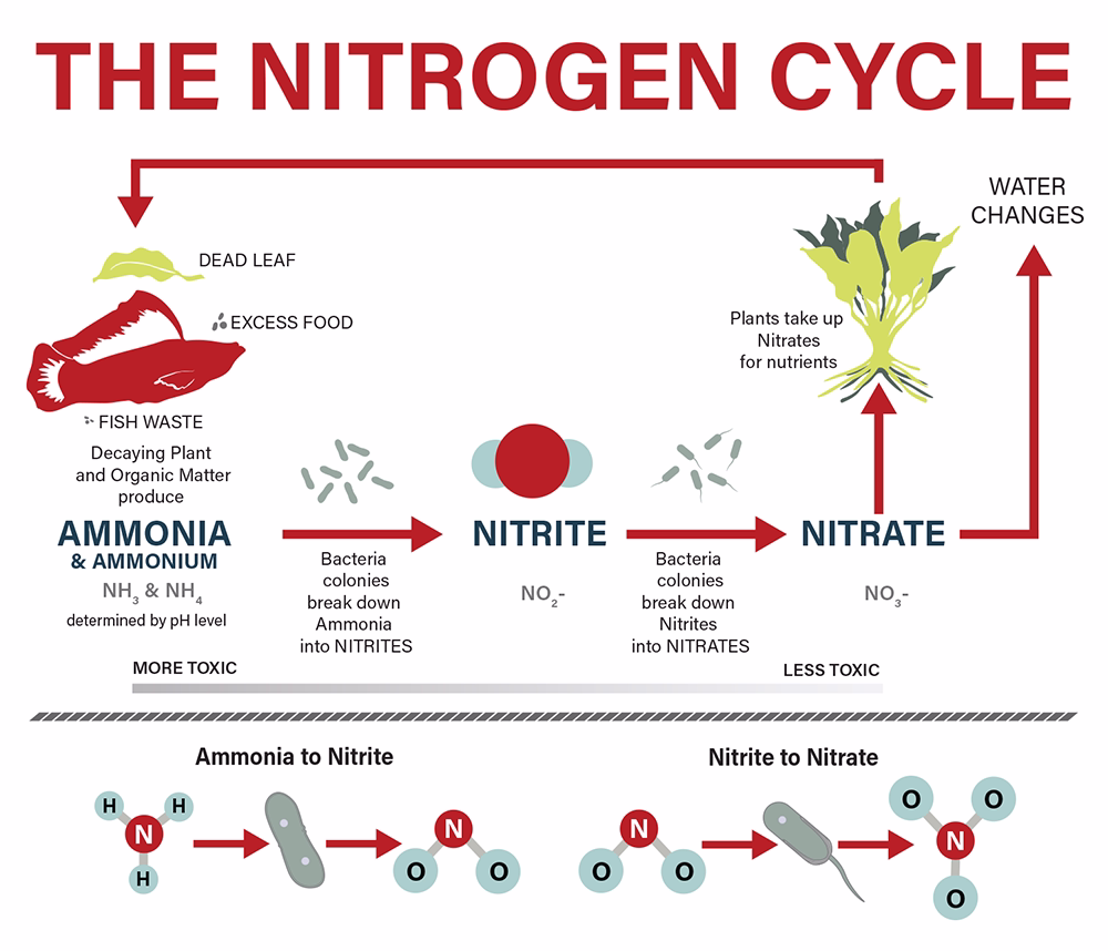 NitrogenCycle-1