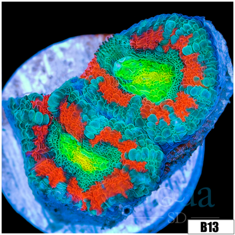 Acid Pool Acan Lord