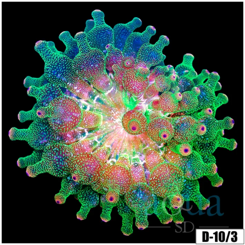 Acid Wash Bubble Tip Anemone