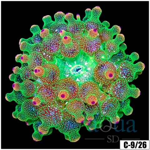 Acid Wash Bubble Tip Anemone