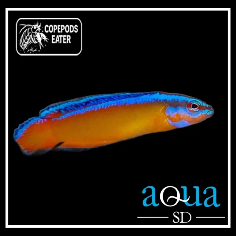 Aldabraensis (Neon) Pseudo; C.B. - Pseudochromis aldabraensis