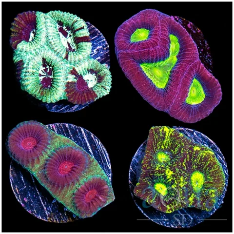 Amazing Favia 4 Combo Pack - Multiples Available - Not WYSIWYG