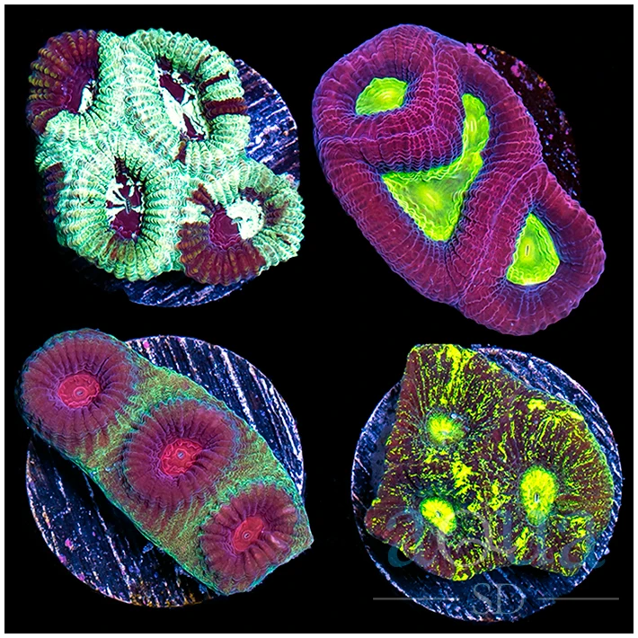 Amazing Favia 4 Combo Pack - Multiples Available - Not WYSIWYG