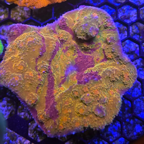 Aquacultured Mummy Eye Chalice Colony