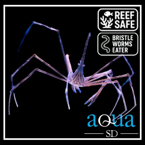 Arrow Crab; Atl. - Stenorhynchus seticornis