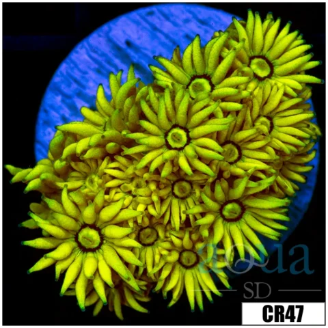 ASD Banana Goni