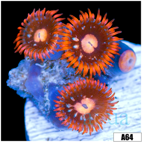 ASD Bangin Flamin Zoas
