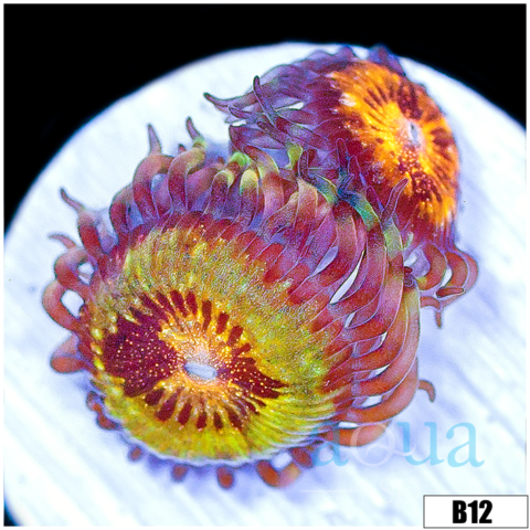ASD Buttmuncher Zoas