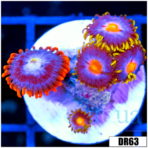 ASD Combo Zoas