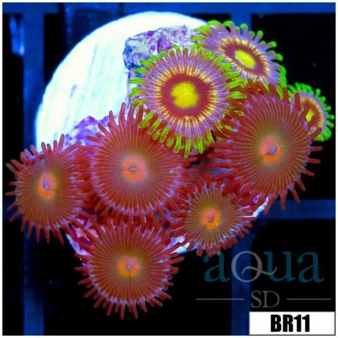 ASD Combo Zoas