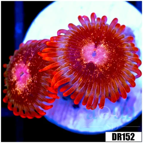 ASD Crimson Galaxy Zoas
