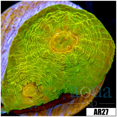 ASD Electric Lime Chalice