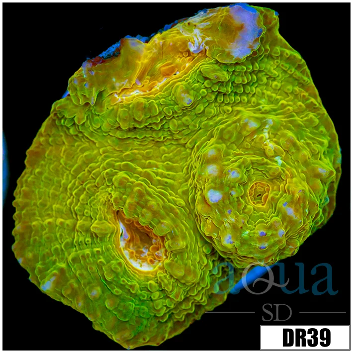 ASD Electric Lime Chalice - Image 2