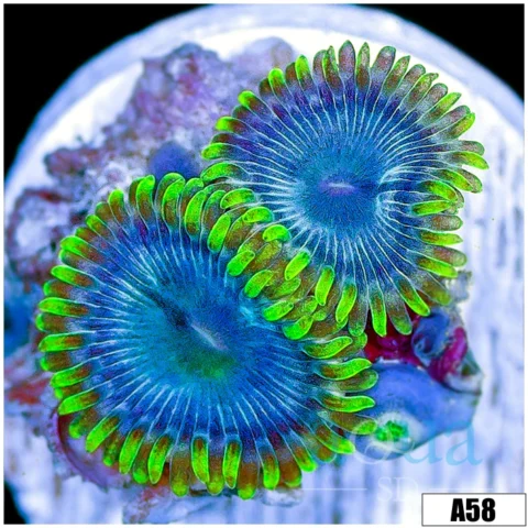 ASD ExoGlobe Zoas