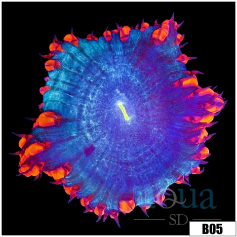 ASD Fathead Black Hole Blasto