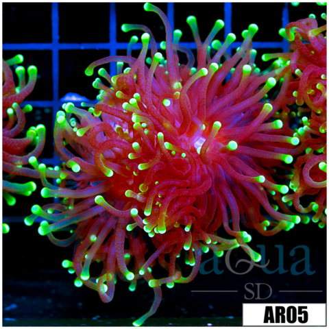 ASD Flashlight Torch
