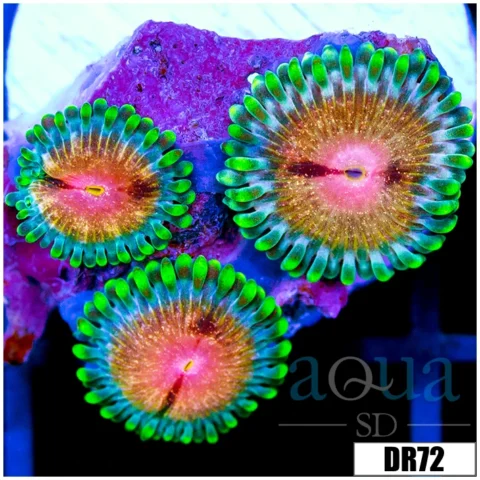 ASD Jolly Rancher Zoas
