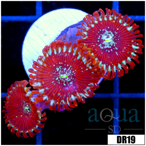 ASD Magician Zoanthids