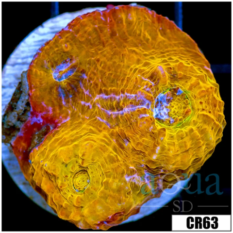 ASD Master Gold Chalice
