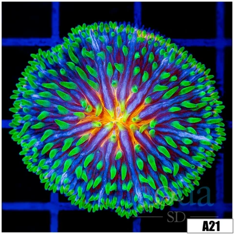 ASD Master Plate Coral
