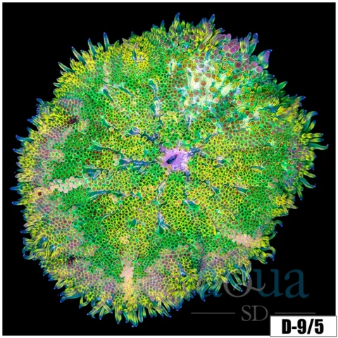 ASD Maxi Mini Carpet Anemone