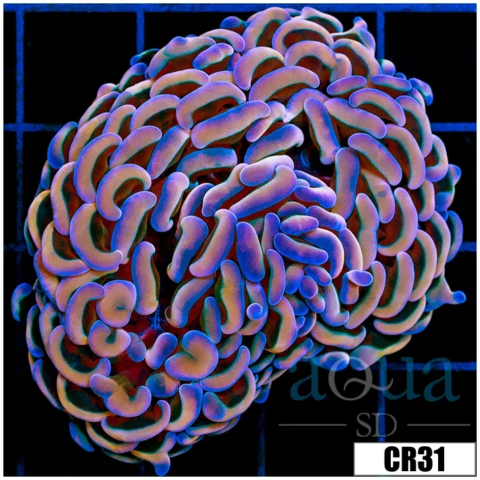 ASD Orange Prismatic Wall Hammer