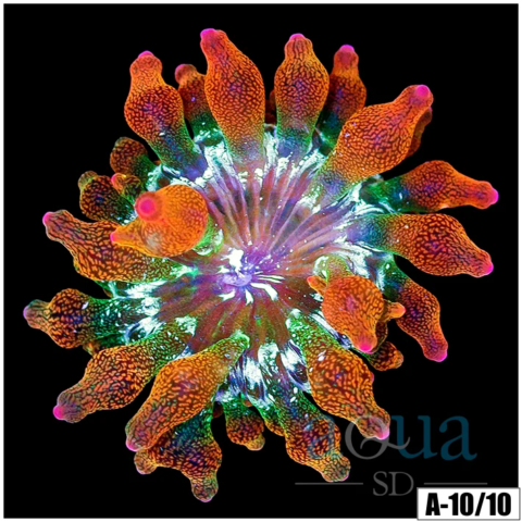 ASD Rainbow Bubble Tip Anemone