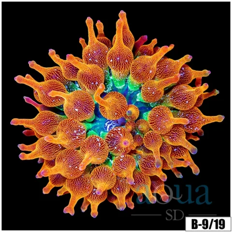 ASD Rainbow Bubble Tip Anemone