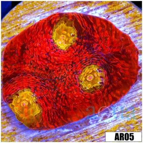 ASD Rainbow Chili Flakes Chalice
