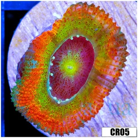 ASD Rainbow Mango Acan Micromussa