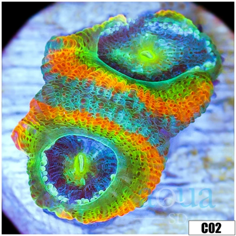 ASD Rainbow Mango Acan Micromussa