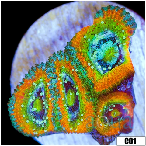 ASD Rainbow Mango Acan Micromussa