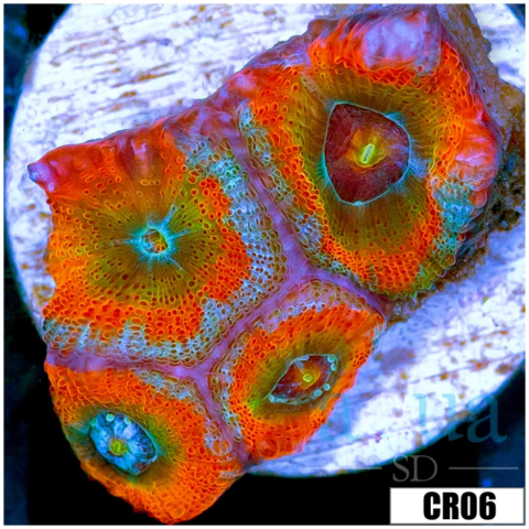 ASD Rainbow Mango Acan Micromussa