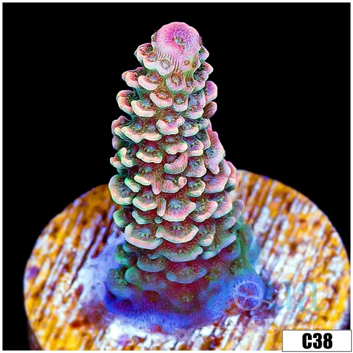 ASD Rainbow Mille