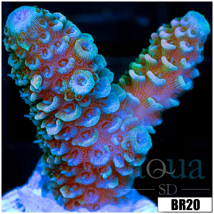ASD Rainbow Mille - Image 2
