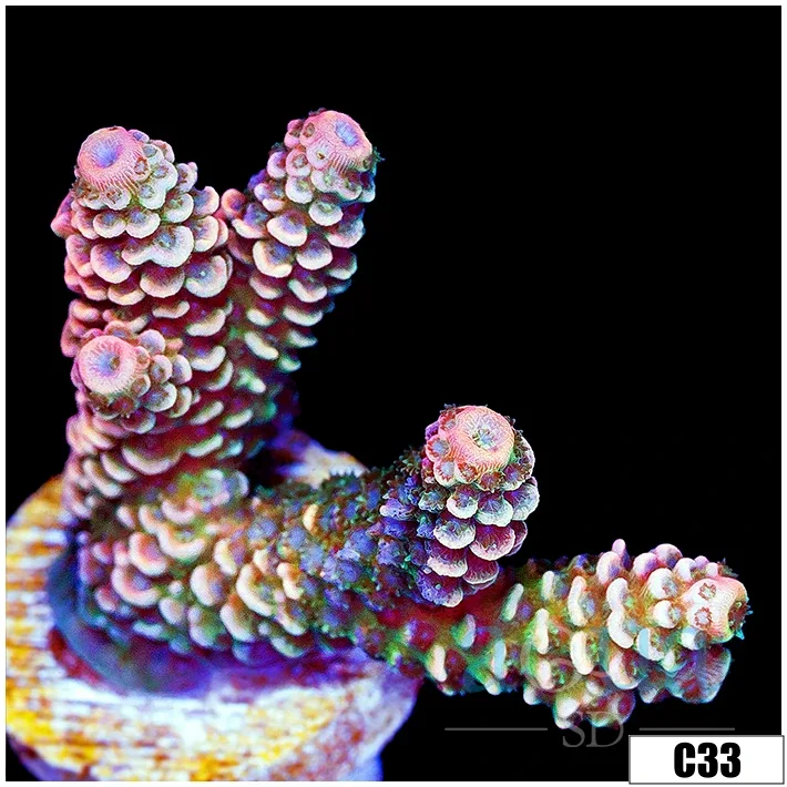 ASD Rainbow Mille - Image 3