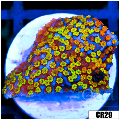 ASD Rainbow Monti