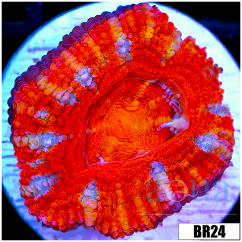 ASD Rainbow Peppermint Acan Lord