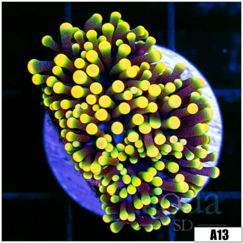 ASD Rasta Torch