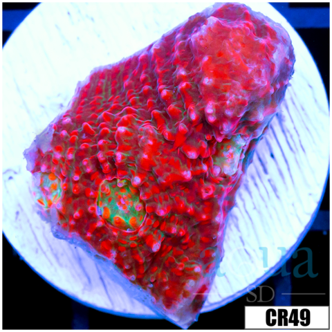 ASD Red Convict Chalice