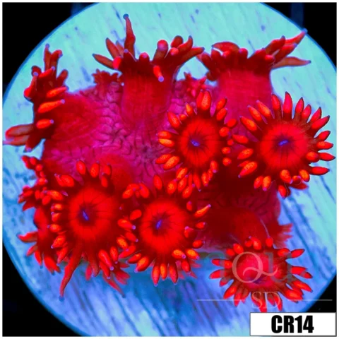 ASD Red Goniopora