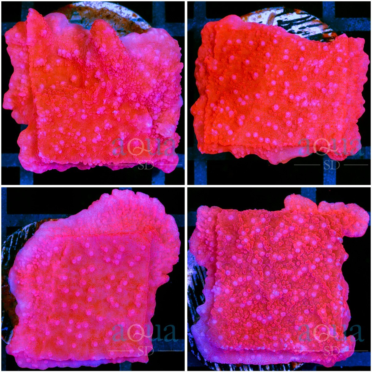 ASD Red Monti Cap - Multiples Available
